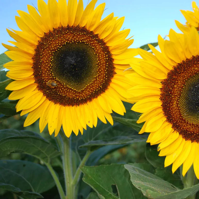 Blumensamen - Piccolo Seeds